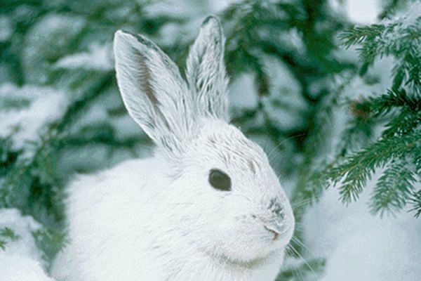 03lapin neige 03lapin neige