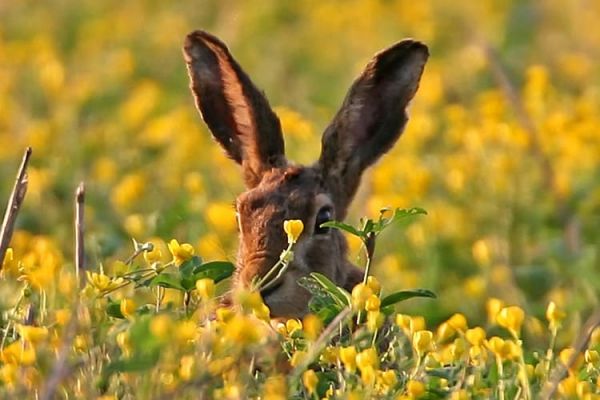 Petit gibier lievre Petit gibier lievre
