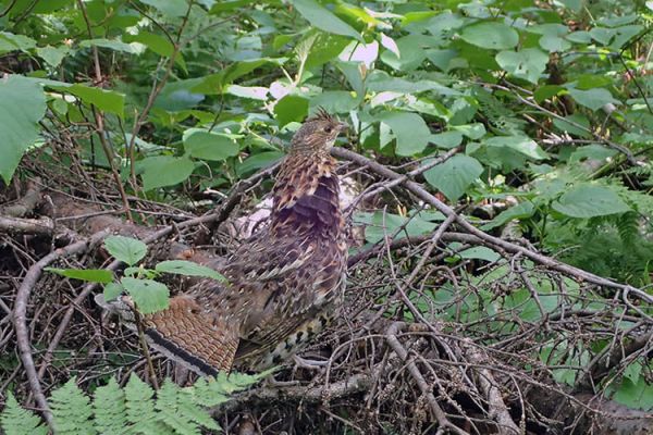 gelinotte huppee clauparo gelinotte huppee clauparo